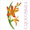 Wenskaart-Crocosmia
