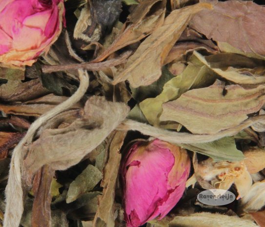 China Fujian Fuding Bai Mu Dan Rose