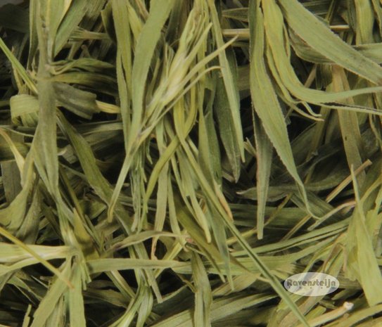 Bamboo Leaves (Bambuseae)