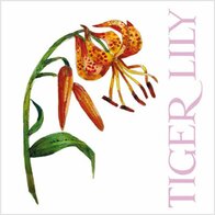 Wenskaart-Lily